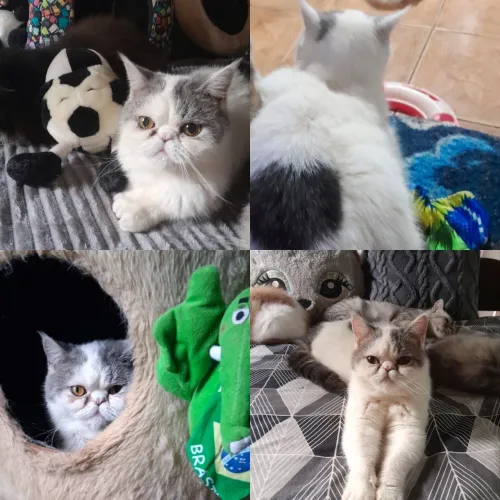 Persa Exótico ( pelo curto) , um mimo ja CASTRADO 