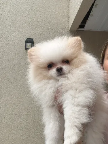 Lulu da Pomerania anão Macho 2.300