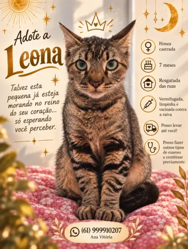 Gata castrada de 7 meses para adoção