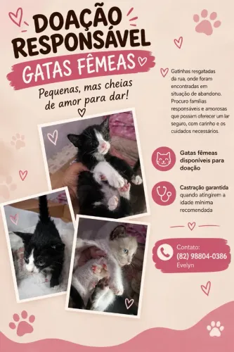 Gatos filhotes pra doação 