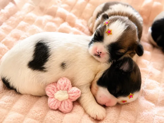 Filhotes de Shihtzu fêmea e macho + kit filhote