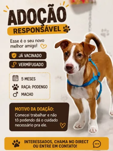 Adoção responsável