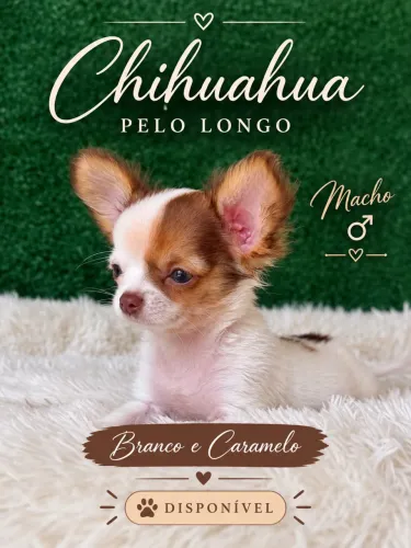Chihuahua pelo longo macho