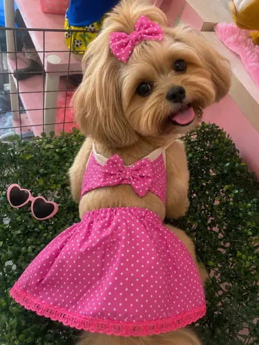 Biquíni pet