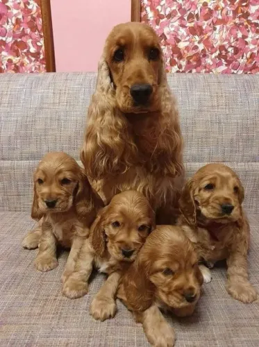Cocker Spaniel Inglês Alegria que se constrói com tempo