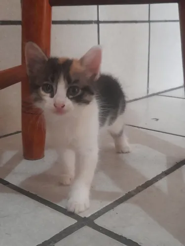 Doa-se gatos