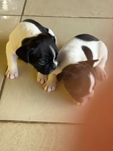 Vendo filhotes de Budgue Francês
