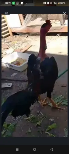 Ovos galados polaco