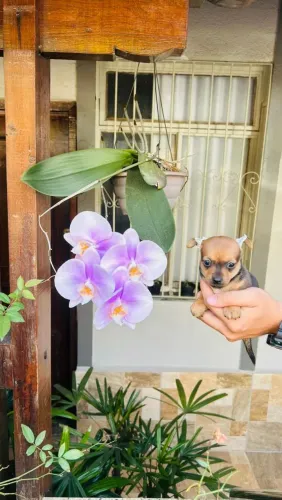 Pinscher 0 Mini Filhote Fêmea com Pedigree 