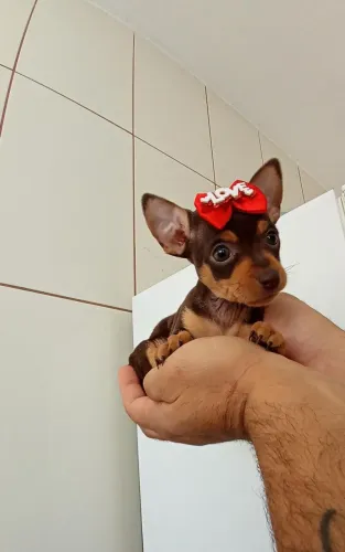 Pinscher chocolate fêmea disponível 