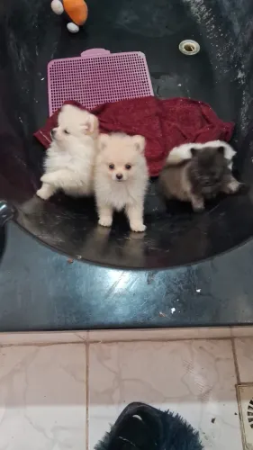 Vendo spts alemão.