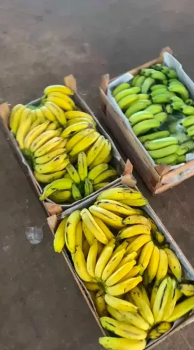 * Vende-se banana prata ou nanica R$ 80,00 a caixa