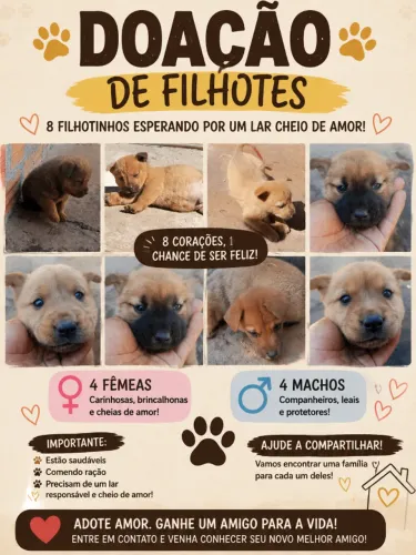 Cachorro
