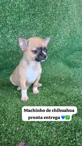 Chihuahua pelo curto
