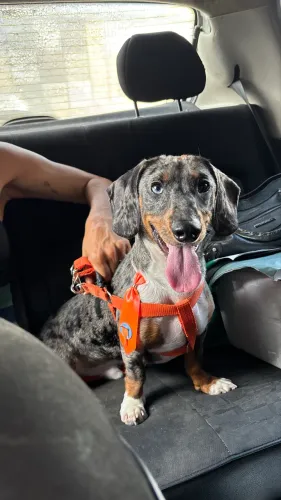 Basset Dachshund macho 1 ano 