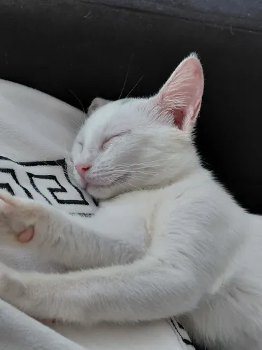 Adoção gata 03 meses