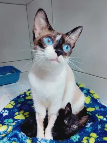 GATAS MÃE E FILHA PARA ADOÇÃO CONJUNTA