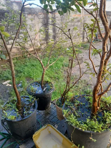 JABUTICABA, LIMAO, ACEROLA E AMORA