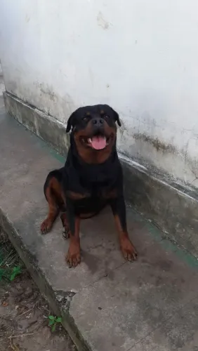 Vendo, rottweiler alemão macho, puro. 2 anos