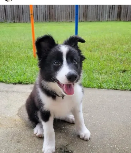 Filhotes de Border Collie | Companheiros de verdade.