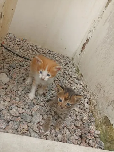 Gatinhas e gatinhos para adotar