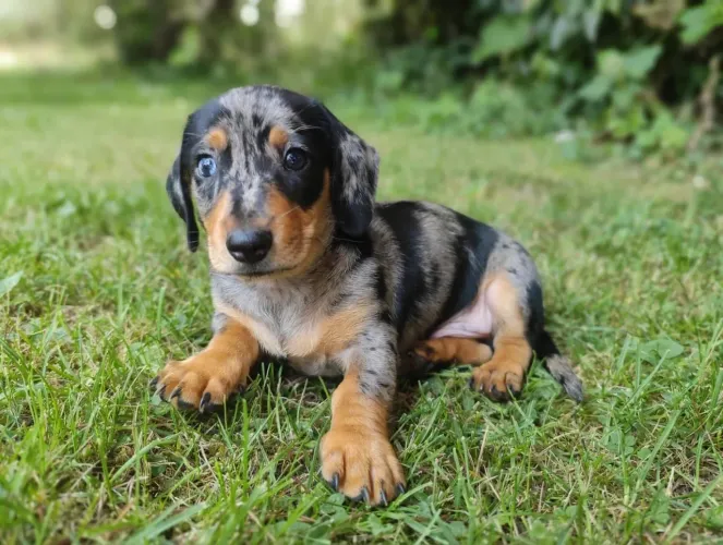 Dachshund techel macho 