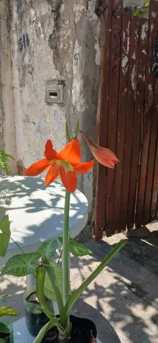 Plantas