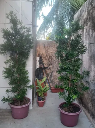 Plantas de Natal