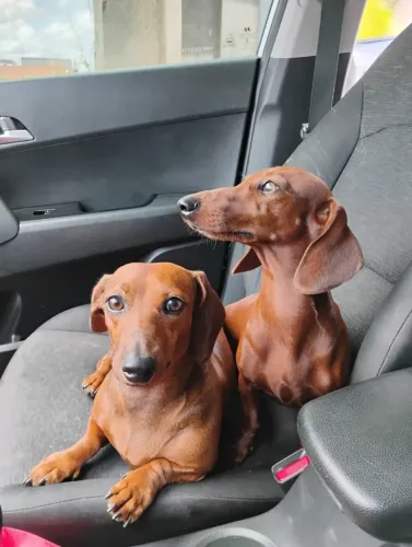Filhotes de Daschsund/Salsicha/Basset/ Cofap