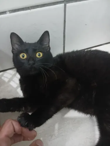 Doação gatinha 6 meses dócil