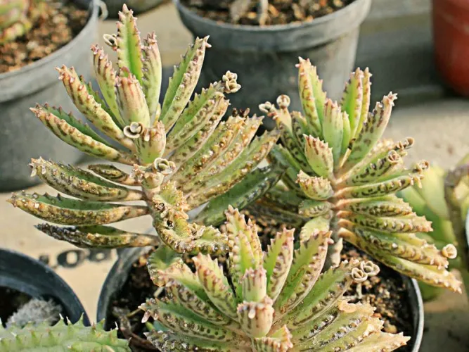 Suculenta