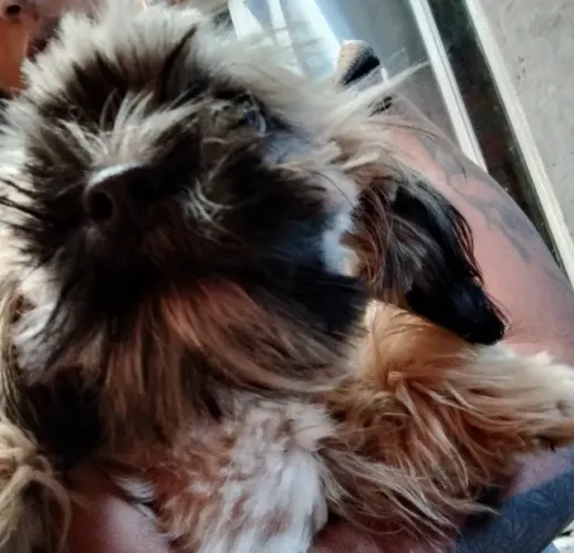 Shihtzu macho