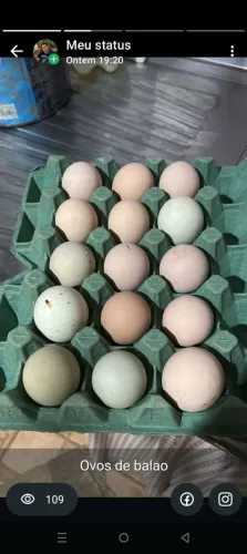 Ovos de galinha poedeiras verde e creme