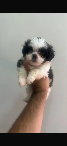 Shih-tzu com 59 dias vermifugado 