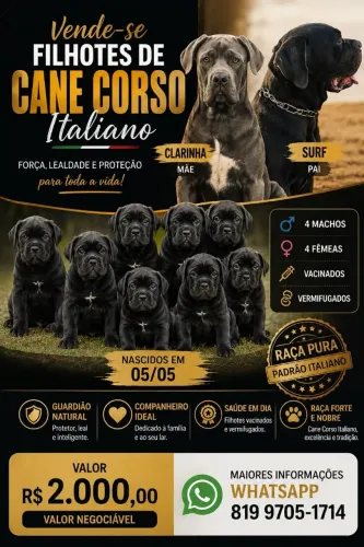 Cane corso italiano 