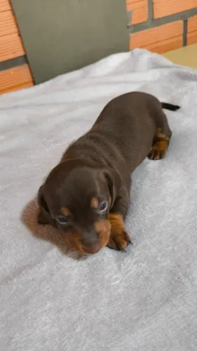 Dachshund: Conheça Nossa Ninhada Atual