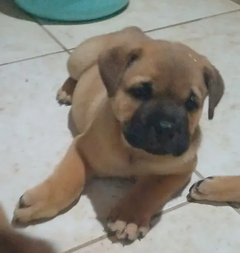 Cães mestiços de Buldogue Inglês com Chow chow