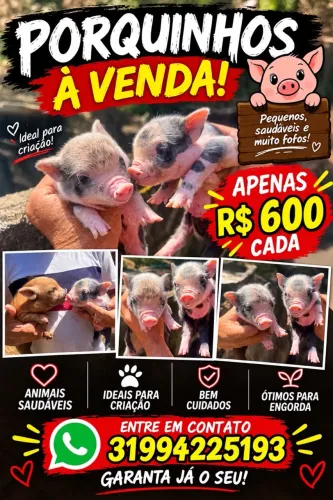Porcos