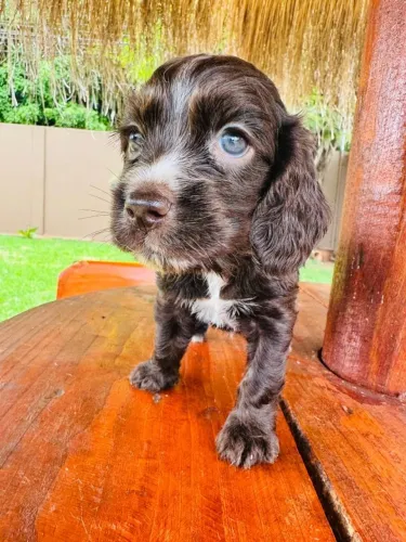 Cocker Spaniel,Cocker Spaniel Filhote Saudável Excelente Companhia