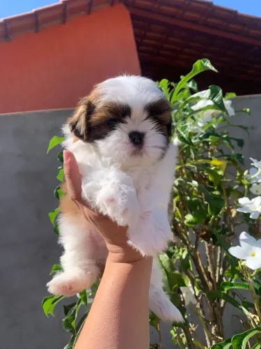 Shih Tzu macho