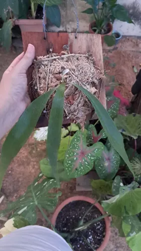 Planta Chifre de veado