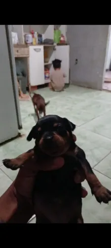 Cachorro 