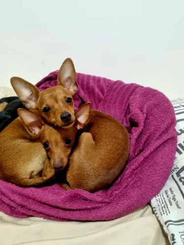 Pinscher Fêmea e Machinho Miniatura