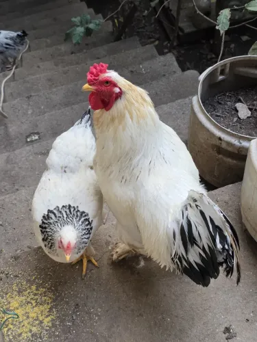 Galinha e galo Brahma light