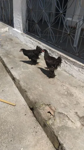 Vemda de aves é artes
