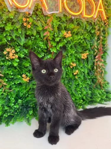 LINDA MAINE COON BLACK SMOKE