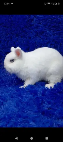 Macho de alto padrão (coelho anão)