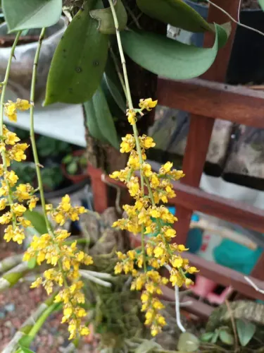 Orquídea amarela - Linda e florida
