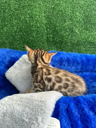 Bengal filhotes