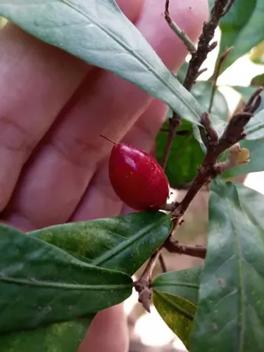 Fruta do milagre